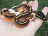 1.1 albino and piebald ball pythons for adoptions