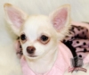  Beautiful Female Chihuahua Puppy:$ 900 