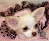  Beautiful Female Chihuahua Puppy:$ 900 