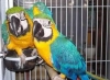 Registered Macaw parrots