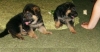 AKC German Shepard puppies available to loving homes  Text 817-617-7171