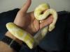 New Babies Albino And Piebald Ball Pythons!
