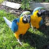 Talkative Pair Of Blue  Gold Macaw Parrots Avalable.
