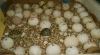African Grey Parrots and Fertile Parrots Eggs for sale