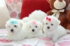 Small Type Maltese Puppies For Sale