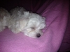 MALTESE PUPPIES TEXT 2024178586