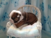 English Bulldog puppies for Adoption