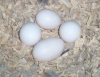Hand Raise Parrots and 100% Fresh Fertile parrots Eggs Now Ready For Sale
