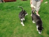 Blue eyes male and female Siberian Husky puppies atTEXT 484 680-7312