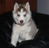Excellent Siberian Husky Puppies
