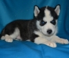 12 week old purebred Siberian Husky Puppy
