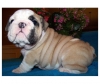Cute English Bulldog Puppies For Sale
