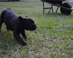 CANE CORSO PUPPIES FOR ADOPTION TO CLEAN HOMES ONLY 