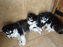 siberian husky pups text us........302 585-5047