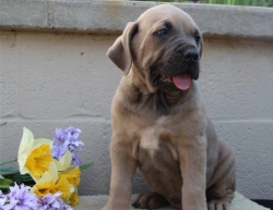 Cane Corso Puppies available for adoption pure breeds