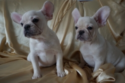 MF French Bulldug puppies for adoption 