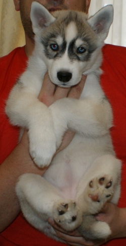 Cute looking siberian husky AKC registered for SALE.