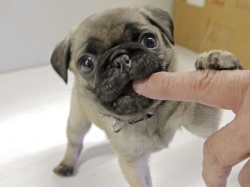 Two Awesome Pug Pups we are giving out for adoption SMS443 267-8170