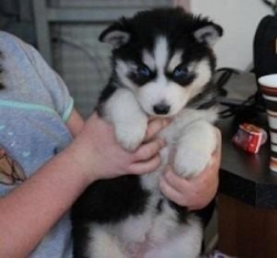 Quality Siberian Husky puppies Now Ready for Adoption