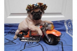 Pug Puppies Ready For Adoption 