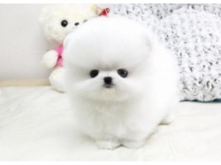 Gorgeous Elite quality bear face pom Available. 770 737-1988 