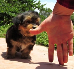 : !!!Healthy Teacup Yorkie Puppies For Free Adoption TEXT ME AT 916 943-9426