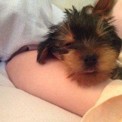 AKC registered Yorkie  Puppies