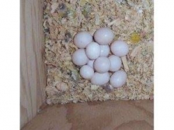 HEALTHY AFRICAN GREY PARROTS AND FRESH PARROT EGGS