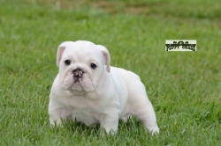 Cute English bulldog puppy for rehoming
