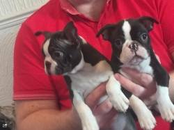 Vaccinated Boston Terrier Puppies 