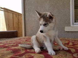 siberian husky. Full breed.