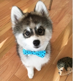 **Home Trained Male P.om.sky P.up.py*