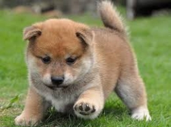 anabjuh shiba inu puppies