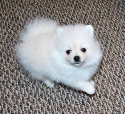 Sandillone Miniature and Registered White Pomeranian Puppies Ready