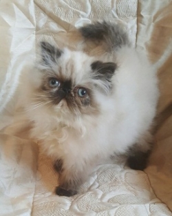 Persian Kittens For Sale