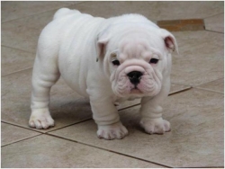 Lovely Akc registered english bulldog puppies