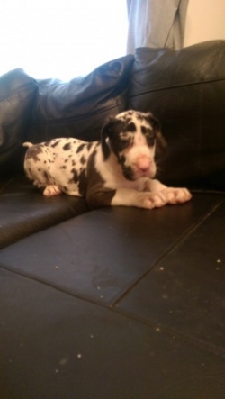  Beautiful Male and Female Great Dane Puppies Available To Loving Homes