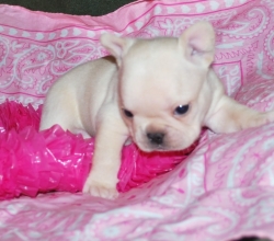 lively charmpion english Bulldog for sale