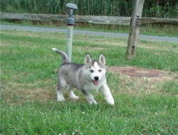 Male And Female Siberian Husky Puppies Ready For A New Home