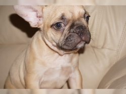 Kali  Lily are 15 weeks old, pure breed French Bulldogs