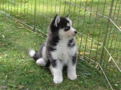 â™¥P.o.msk.y Pupp.y For Fee, Ready Now 12 Weeks Old  302 307-3603