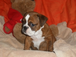lovely healhty english Bulldog for asle