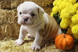 charmpion english Bulldog for sale