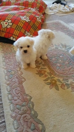 Snow White coat Xmass Maltese puppies.