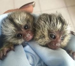 baby marmoset monkeys for adoption 