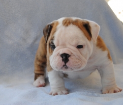 Adorable English Bull puppies