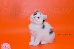 Exotic kittens from world champion