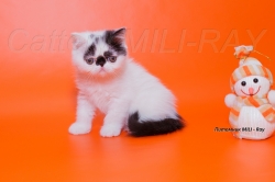 Exotic kittens from world champion