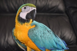 Blue and Gold Macaw for Re homing 1 234 218-0097