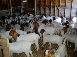 Standard Quality Dairy Goats  Sheep For Sale. 